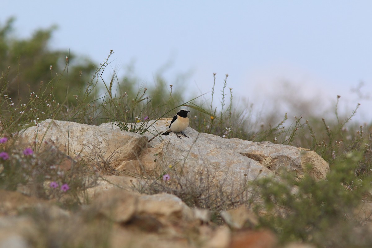 Monachella orientale - ML216685701