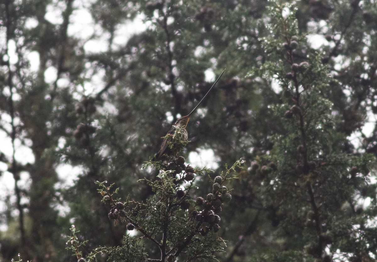 Sword-billed Hummingbird - ML216687051