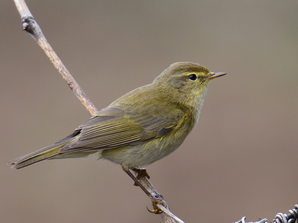 Iberian Chiffchaff - Manuel Segura Herrero