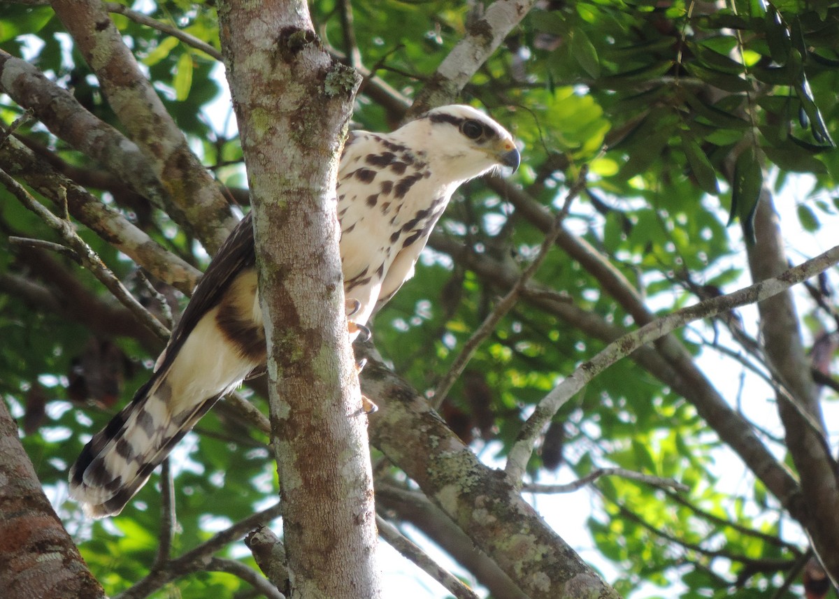 Gray-lined Hawk - ML216688361