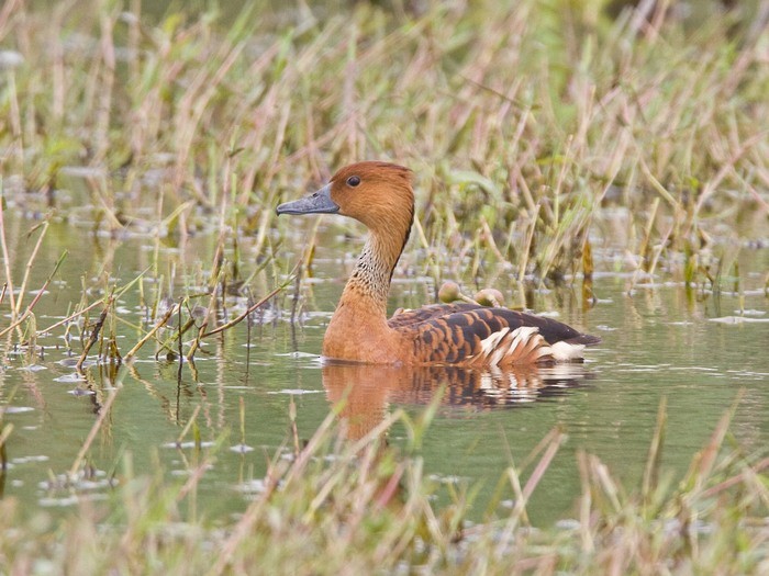 Fulvous Whistling-Duck - ML216689101