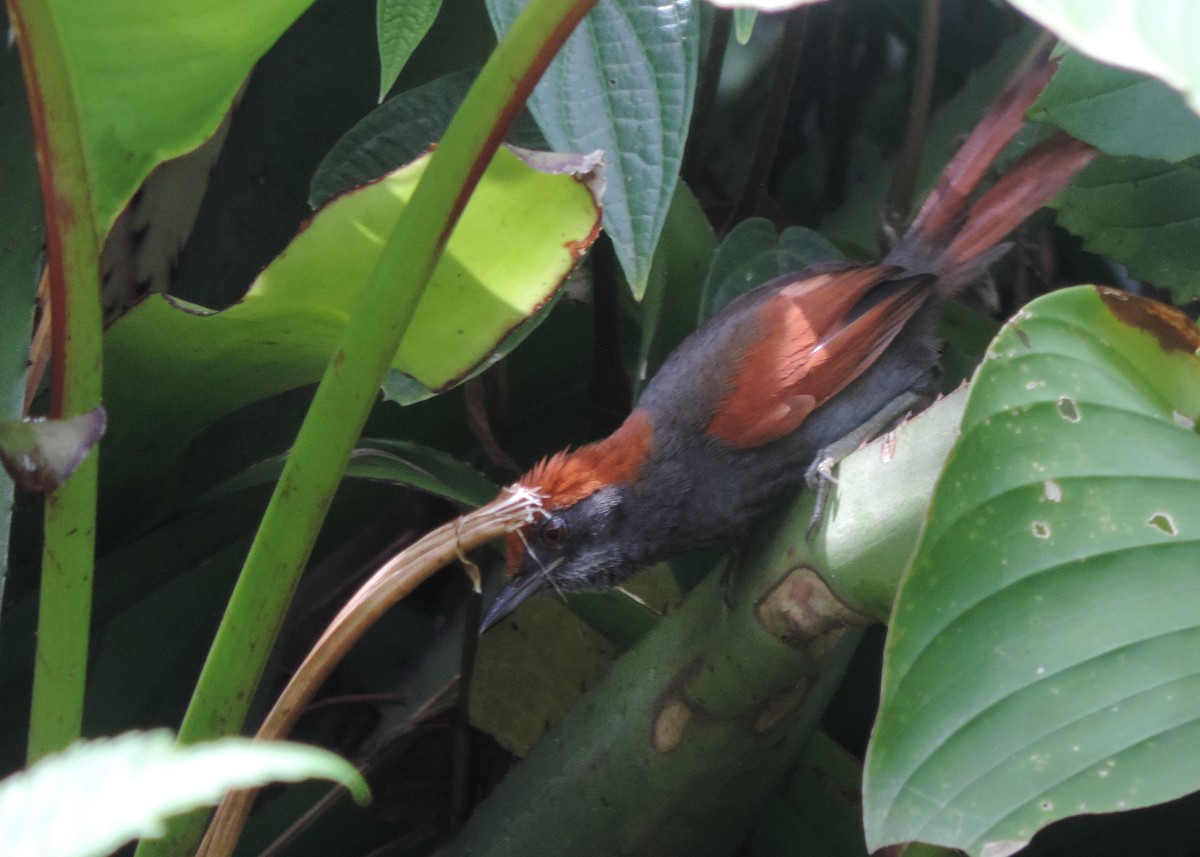 Pinto's Spinetail - ML216689111