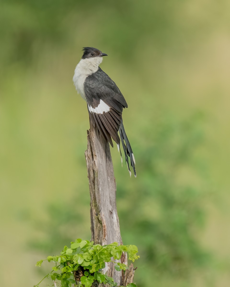 Pied Cuckoo - ML216689431