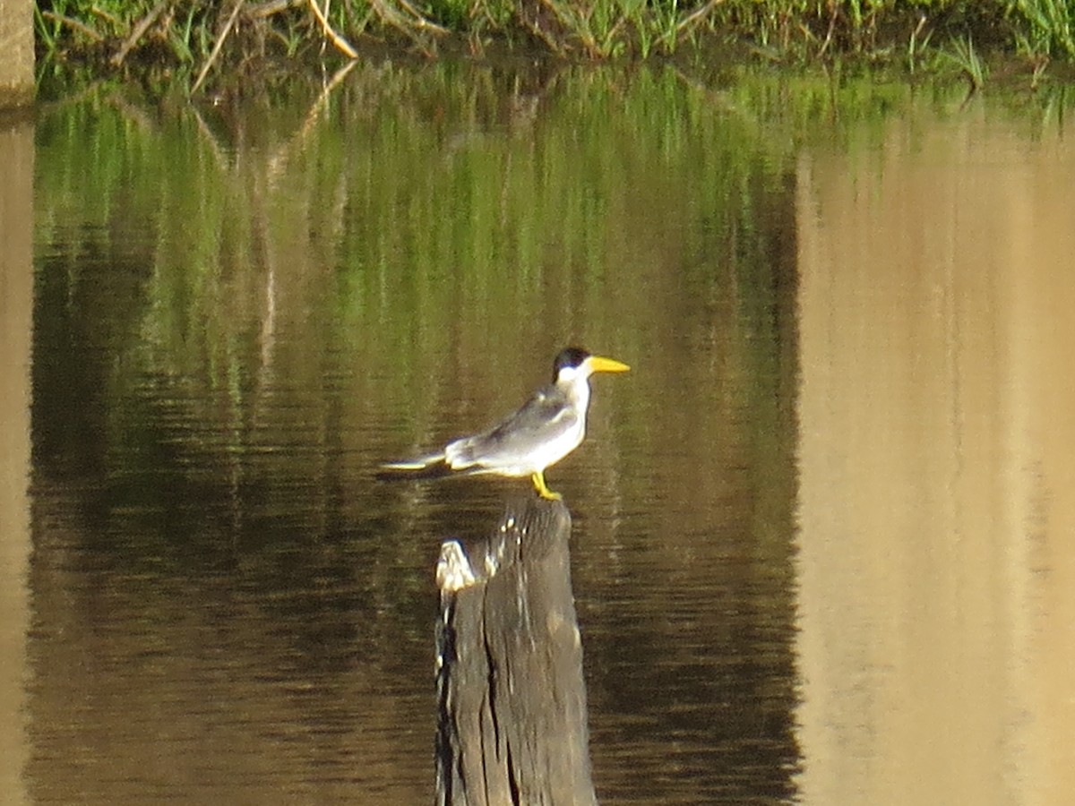 Large-billed Tern - ML216689641