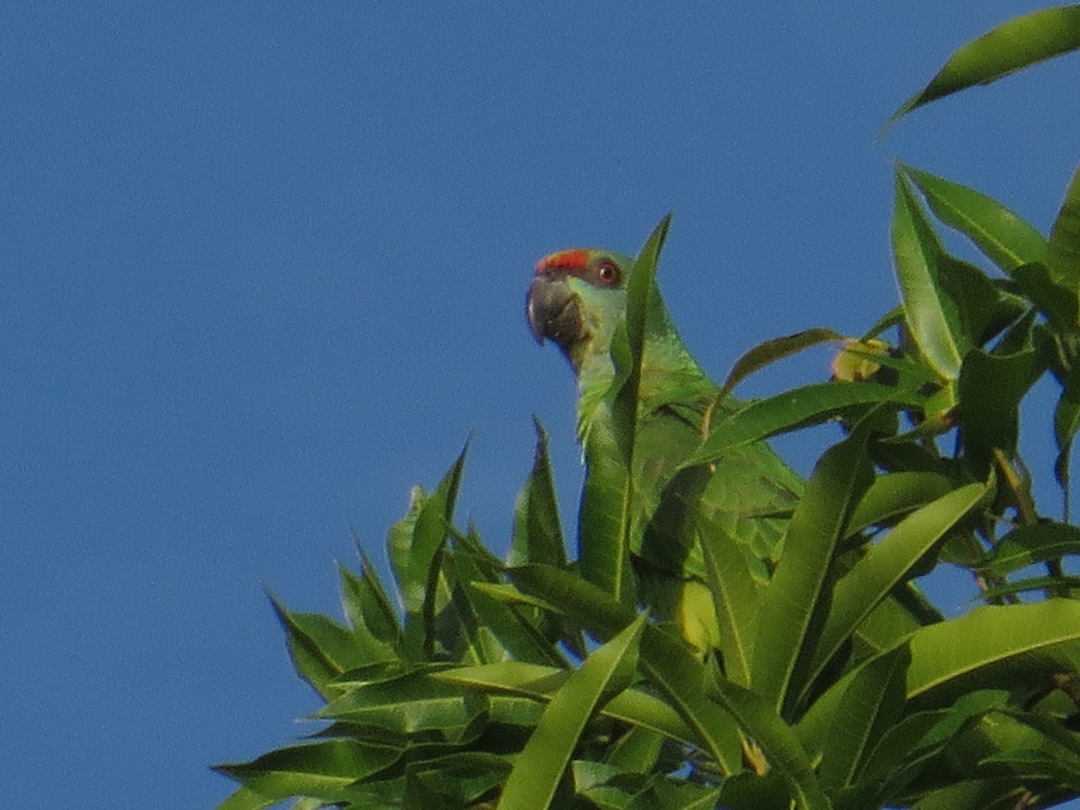 Festive Parrot - ML216689671