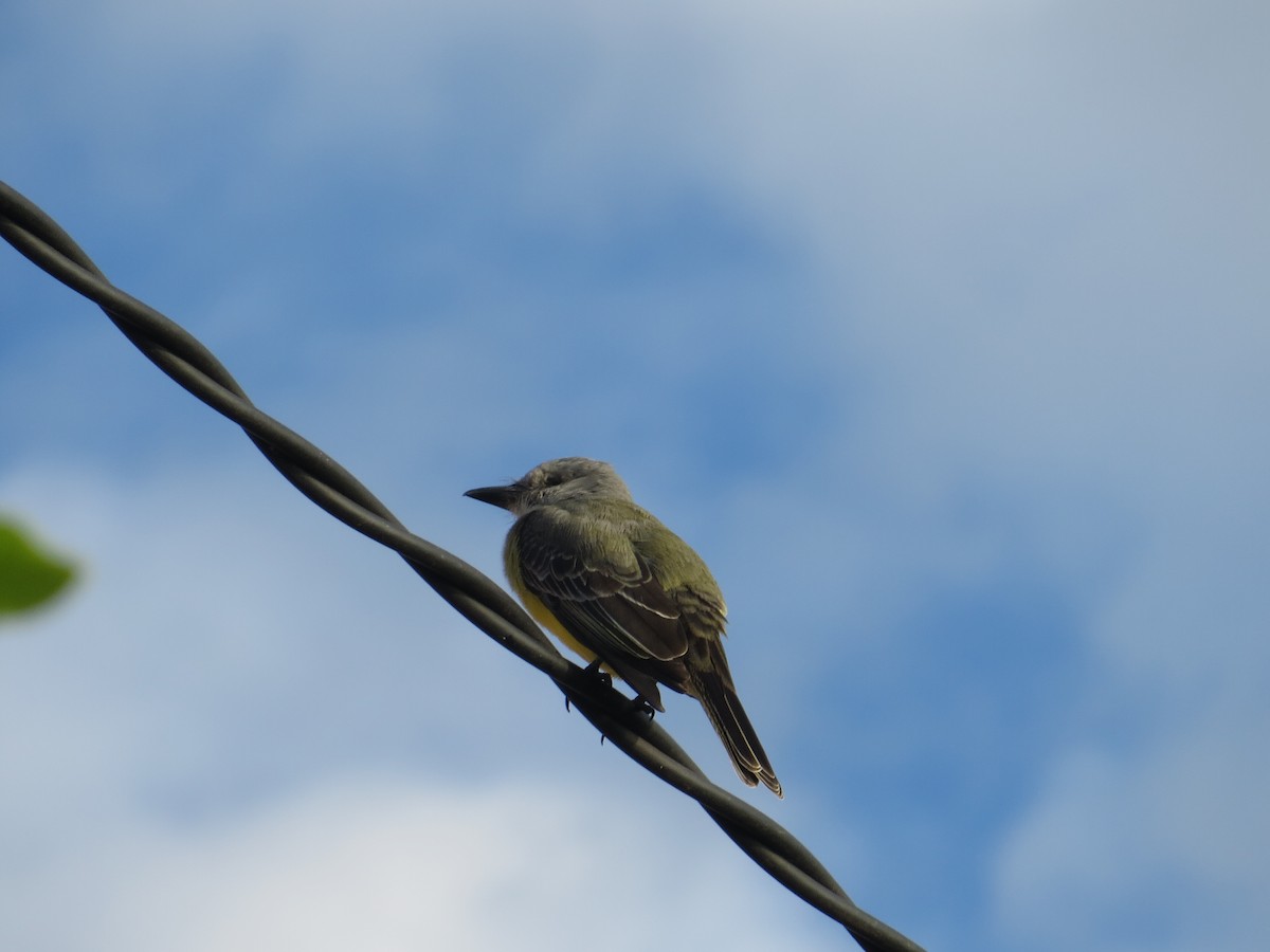 Tropical Kingbird - ML216689711