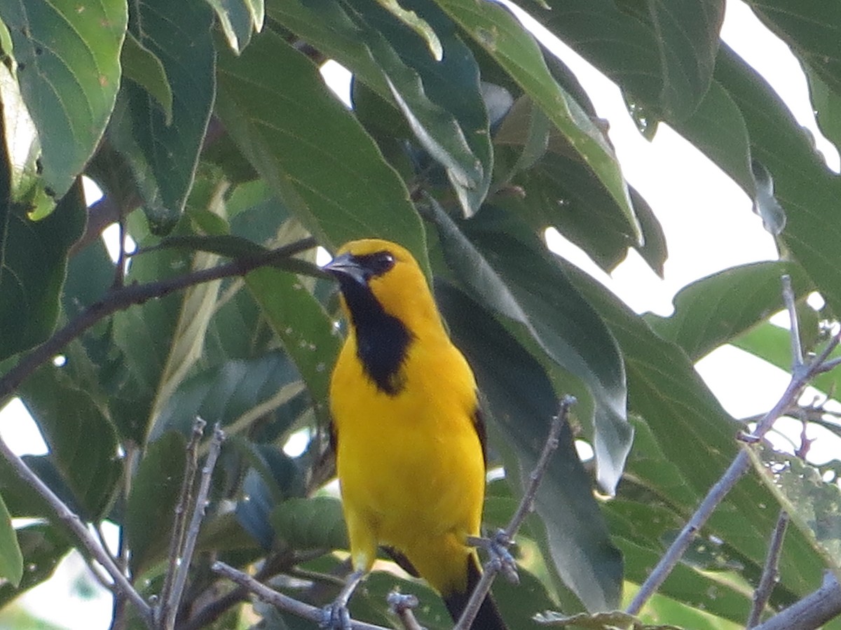 Yellow Oriole - ML216689791