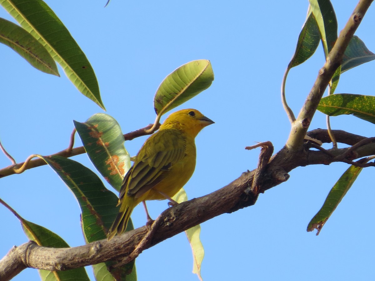 Orange-fronted Yellow-Finch - ML216689861