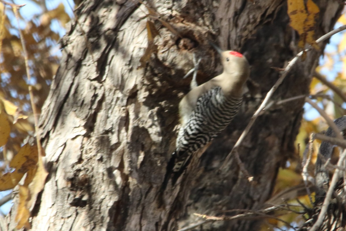 Gila Woodpecker - Louis Hoeniger