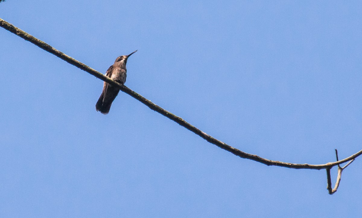 kolibřík fialovouchý - ML216692801