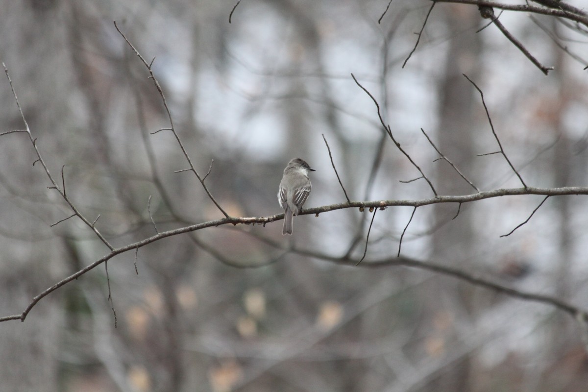 Eastern Phoebe - Guy Foulks🍀