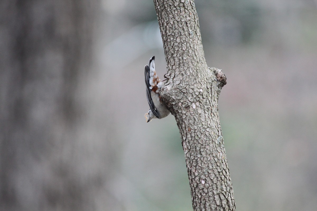 White-breasted Nuthatch - ML216696201