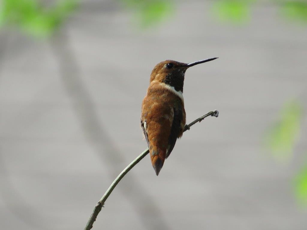Rufous Hummingbird - ML216696341