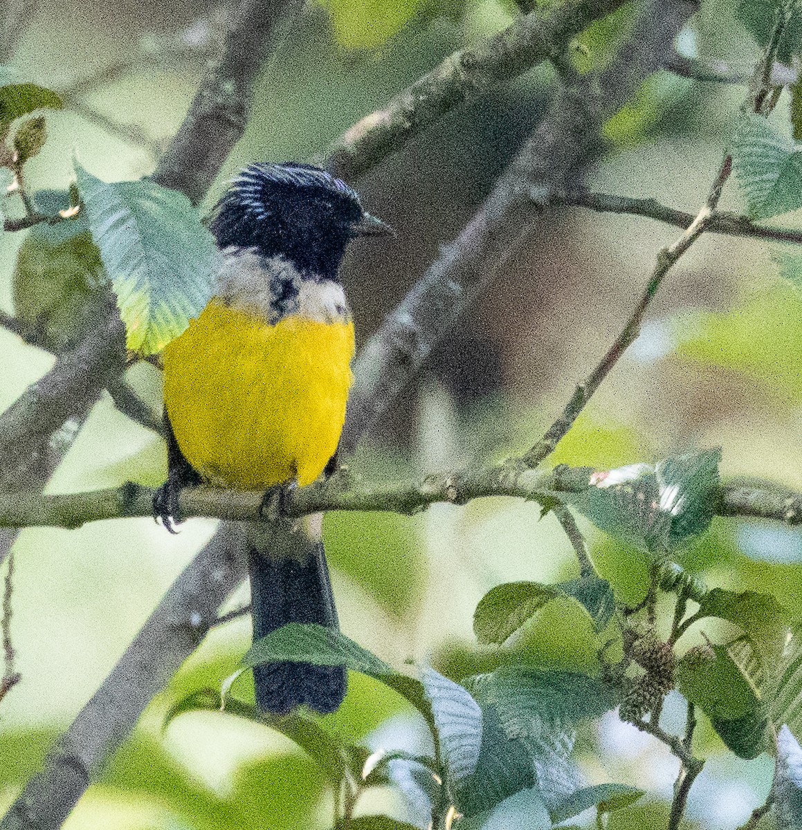 Buff-breasted Mountain Tanager - ML216696641