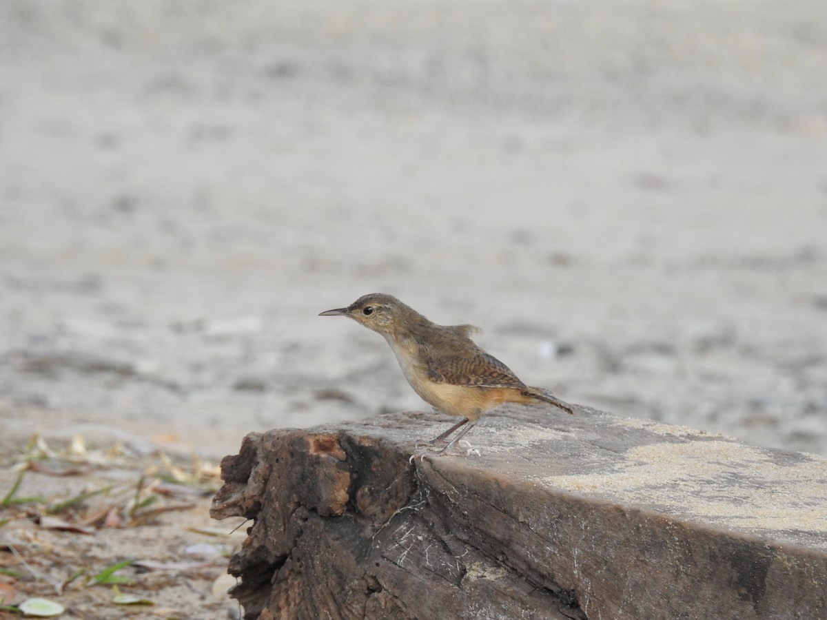 Southern House Wren - Ana Paula Alminhana Maciel
