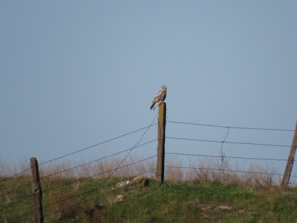 Rough-legged Hawk - ML216697091