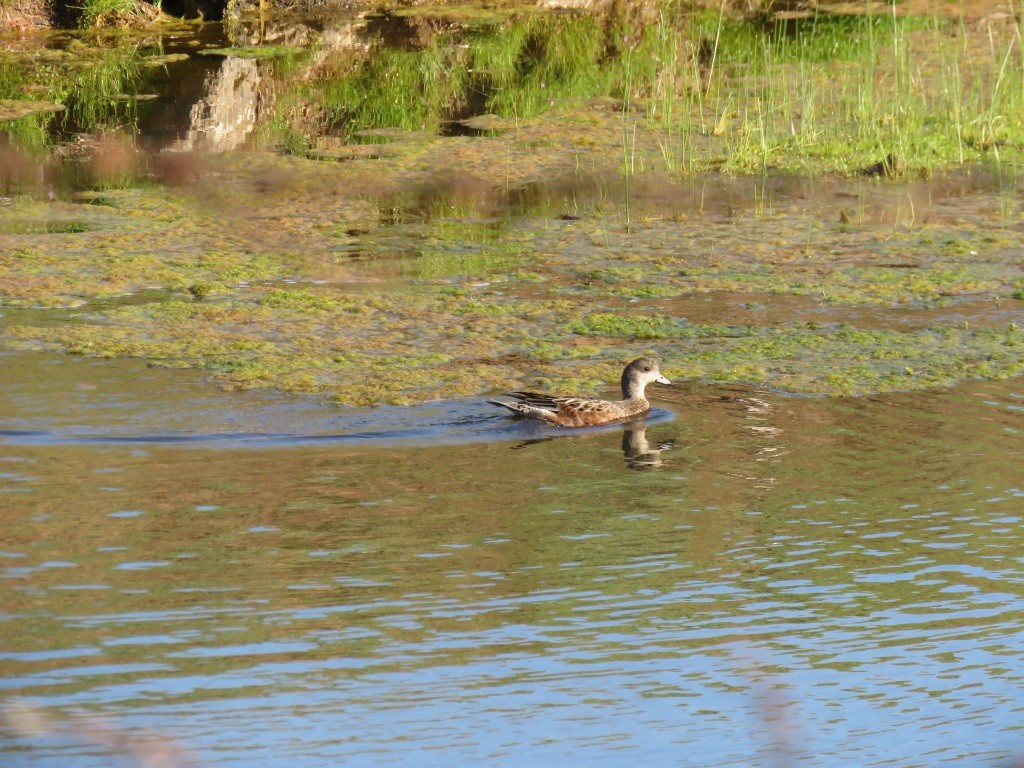 American Wigeon - ML216697631