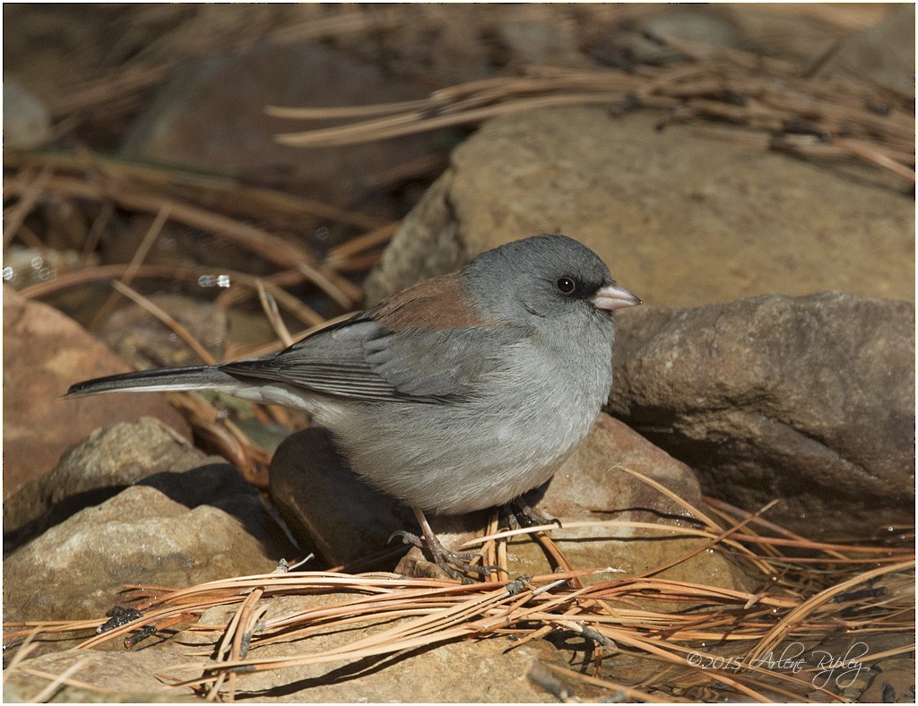 Junco ardoisé (caniceps) - ML21670351