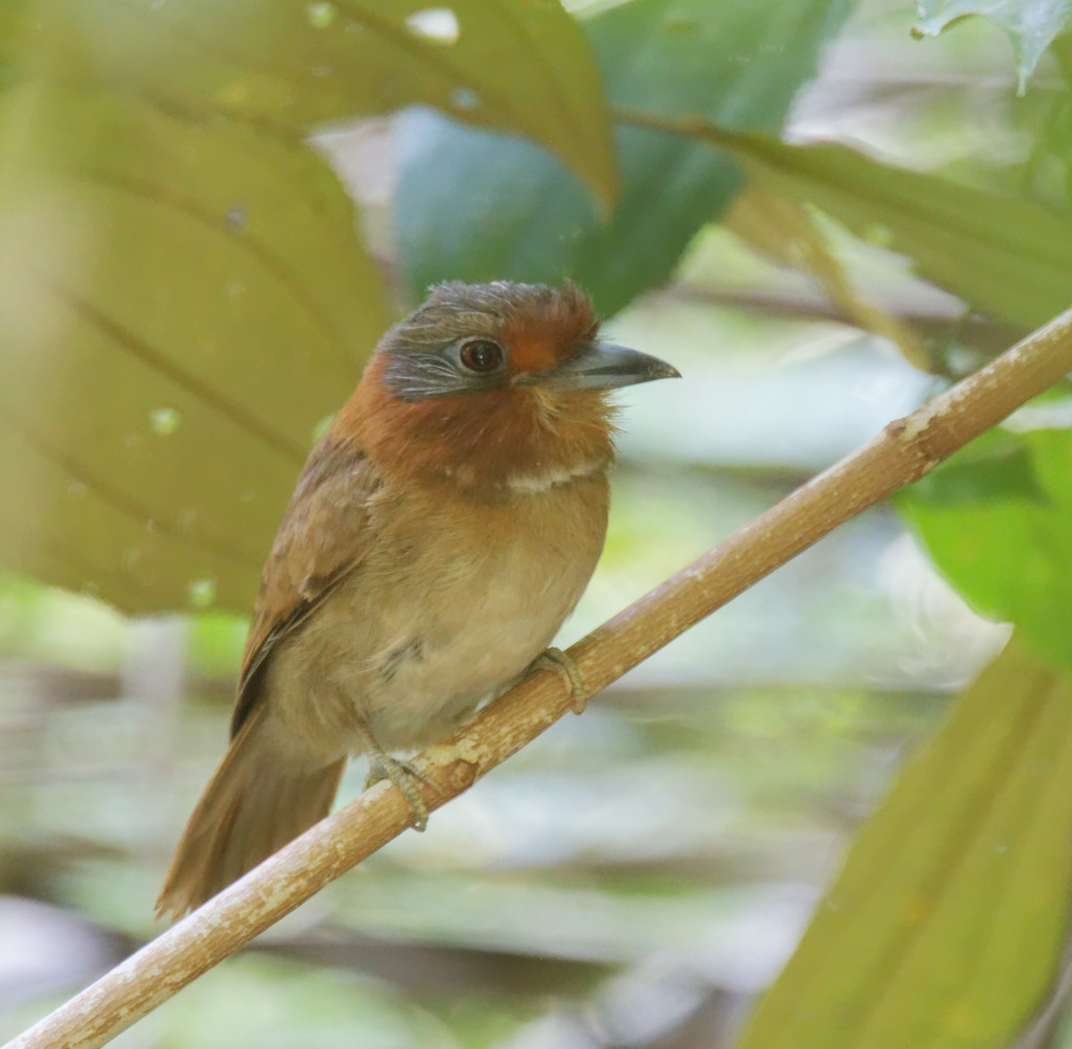 Rufous-necked Puffbird - ML216704771