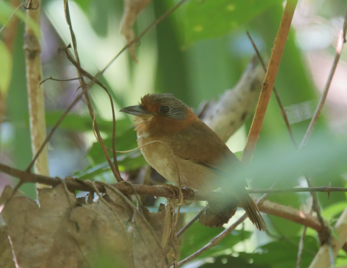 Rufous-necked Puffbird - ML216704831