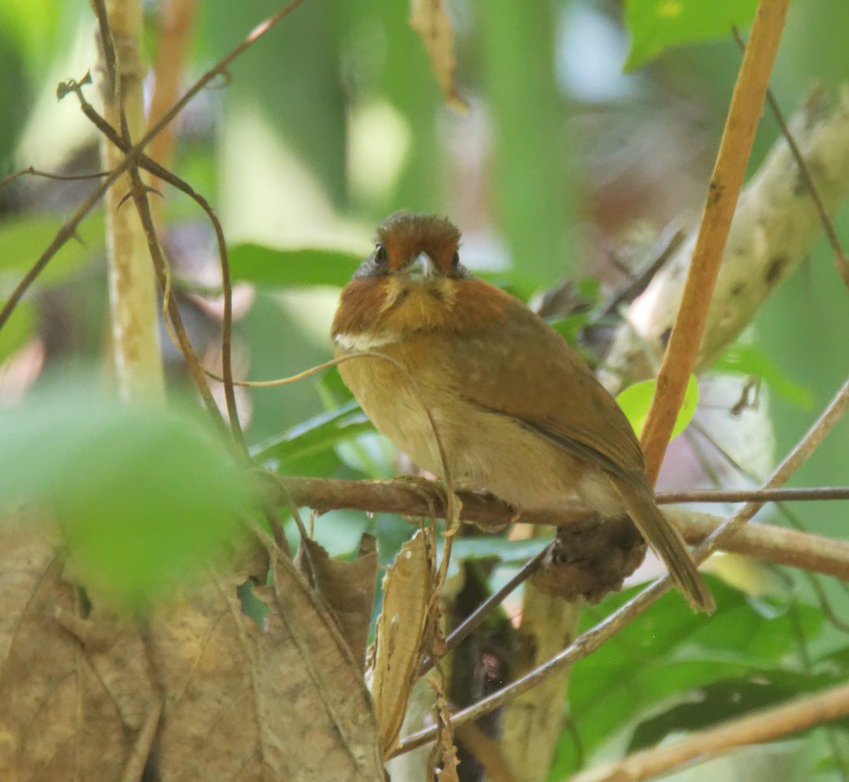 Rufous-necked Puffbird - ML216704851