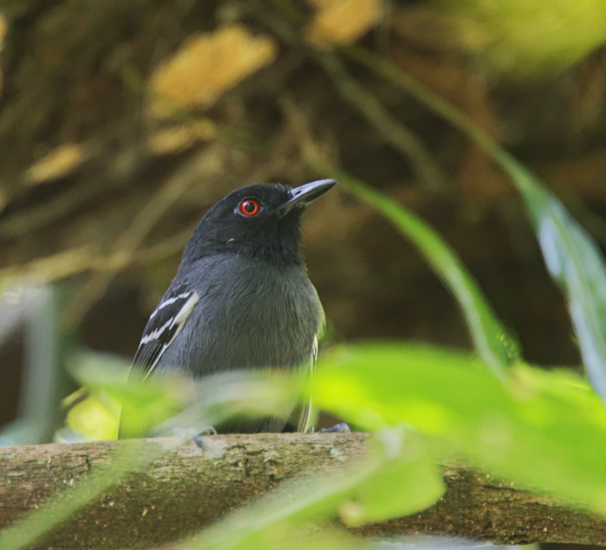 Black-tailed Antbird - Forrest Rowland