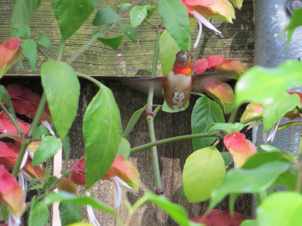 Rufous Hummingbird - ML216709271