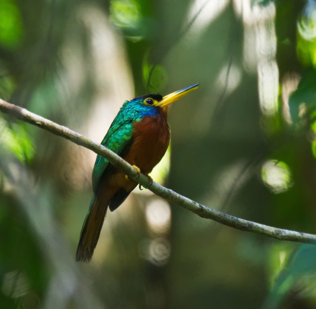 Blue-cheeked Jacamar - ML216709961