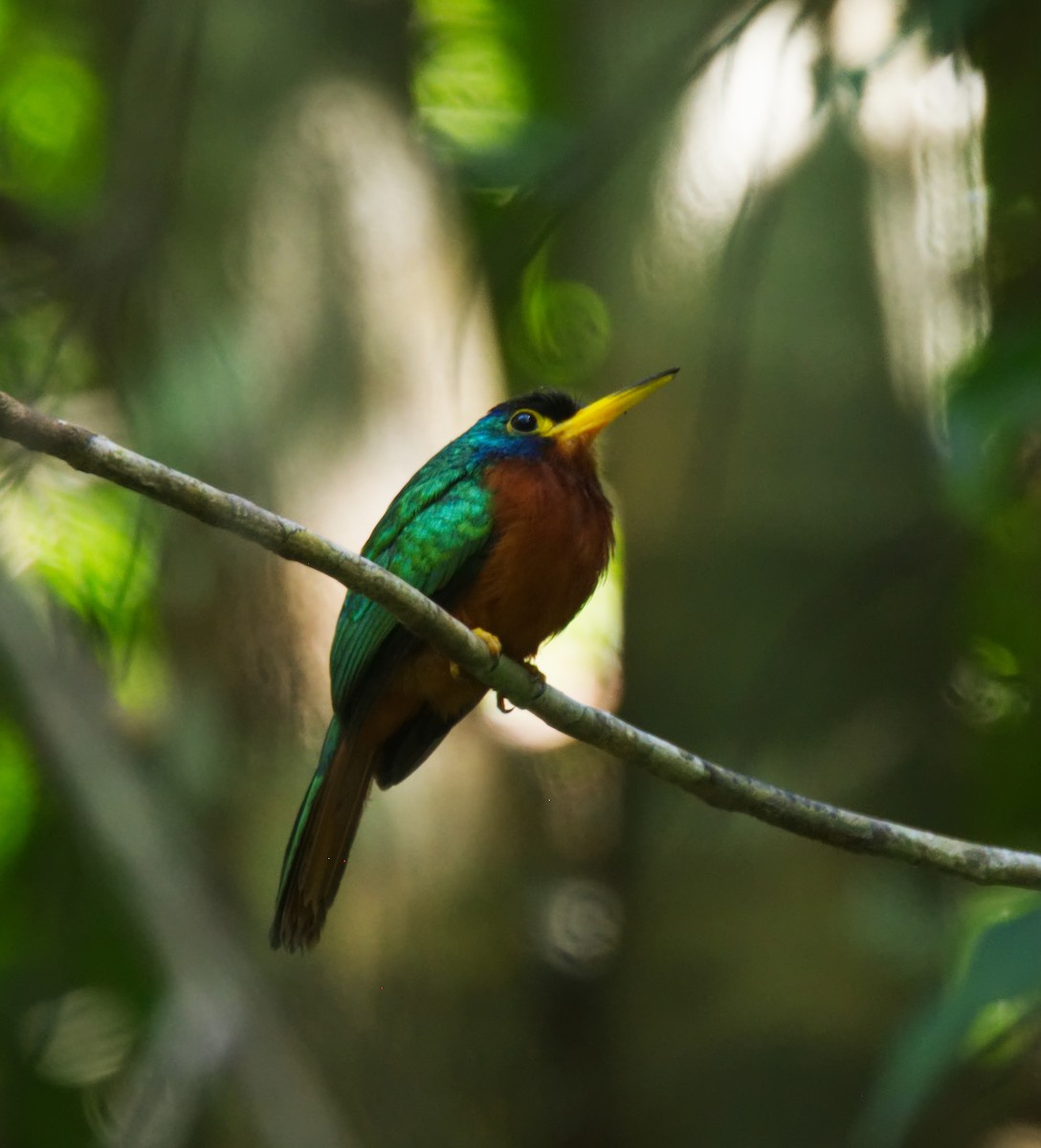 Blue-cheeked Jacamar - ML216709981