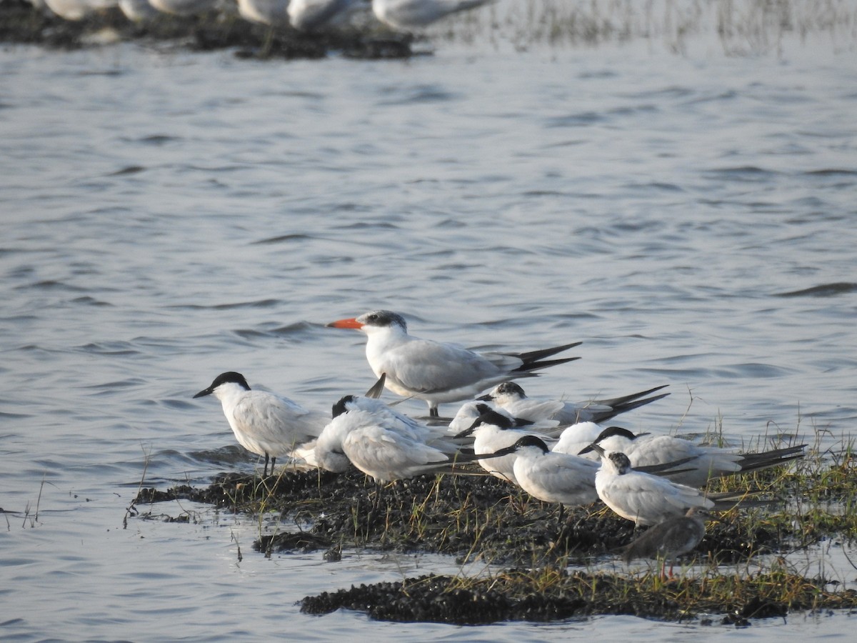 Caspian Tern - ML216710171