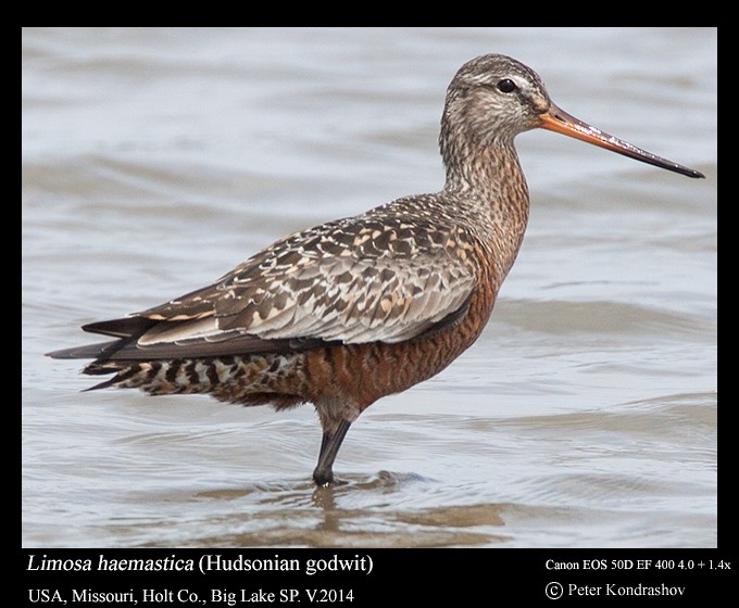 Hudsonian Godwit - ML216710381