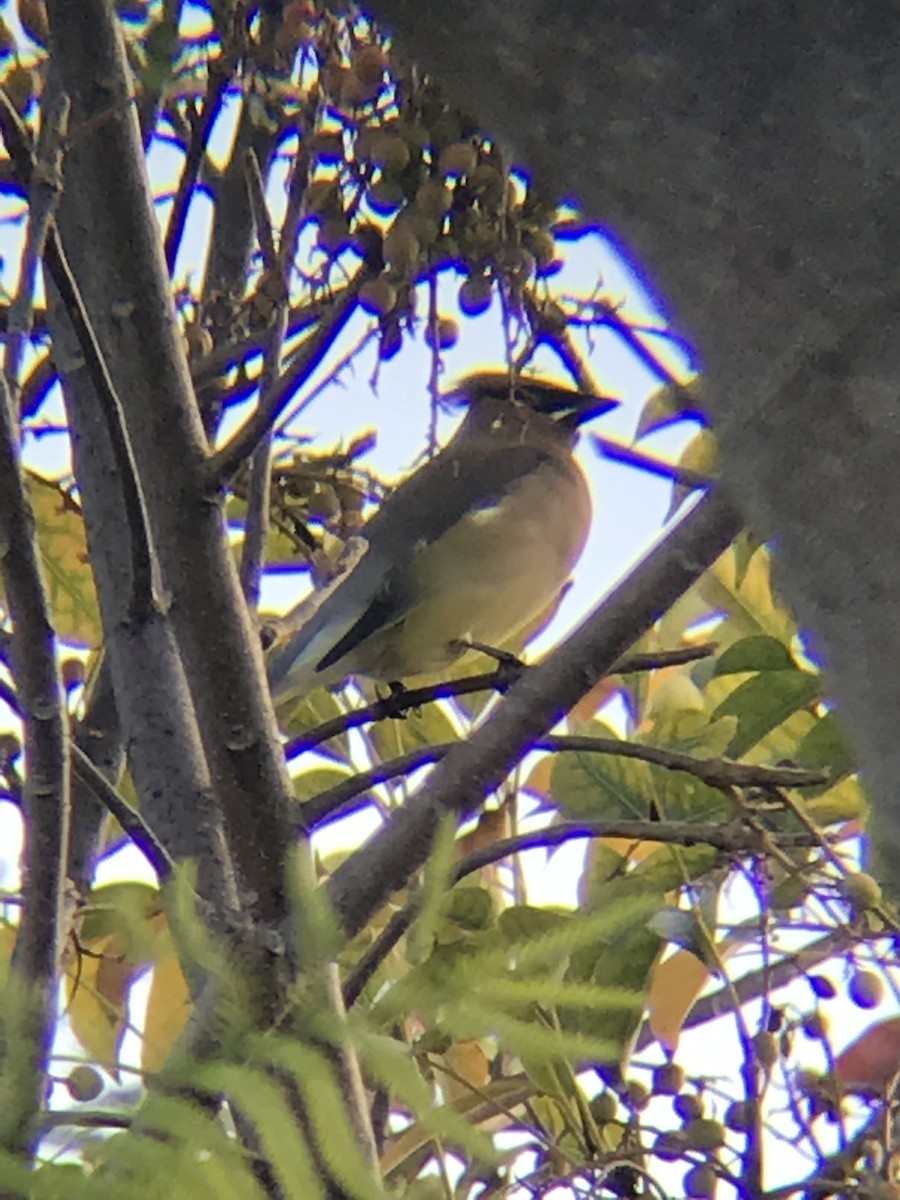 Cedar Waxwing - ML216711771