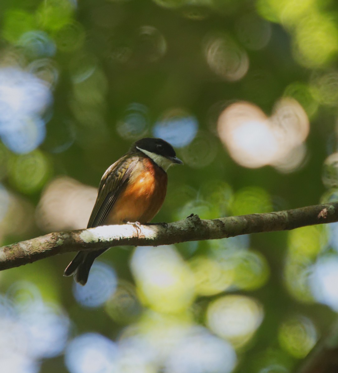 Flame-crowned Manakin - ML216712421