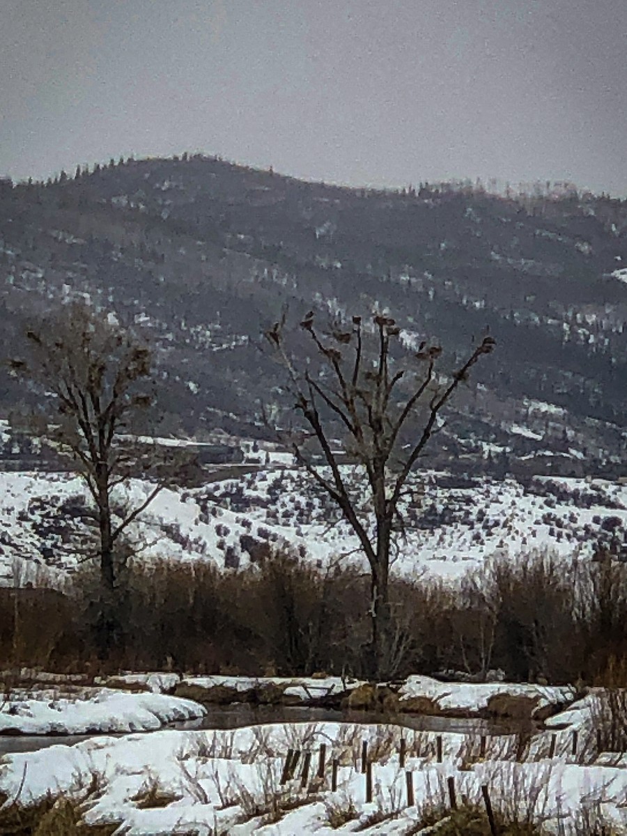 Great Blue Heron - ML216713351