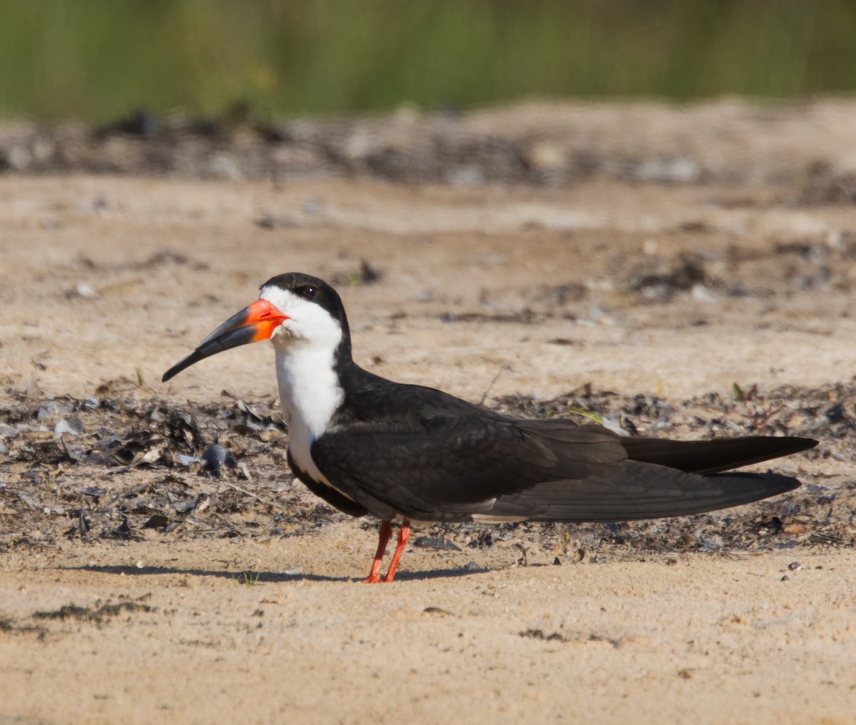 Black Skimmer - ML216714151