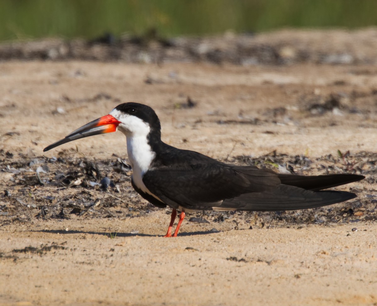 Black Skimmer - ML216714191