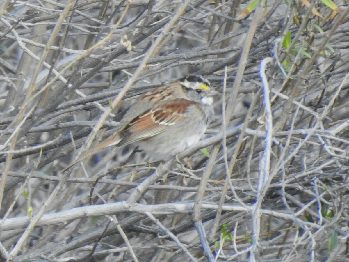 White-throated Sparrow - ML216715621