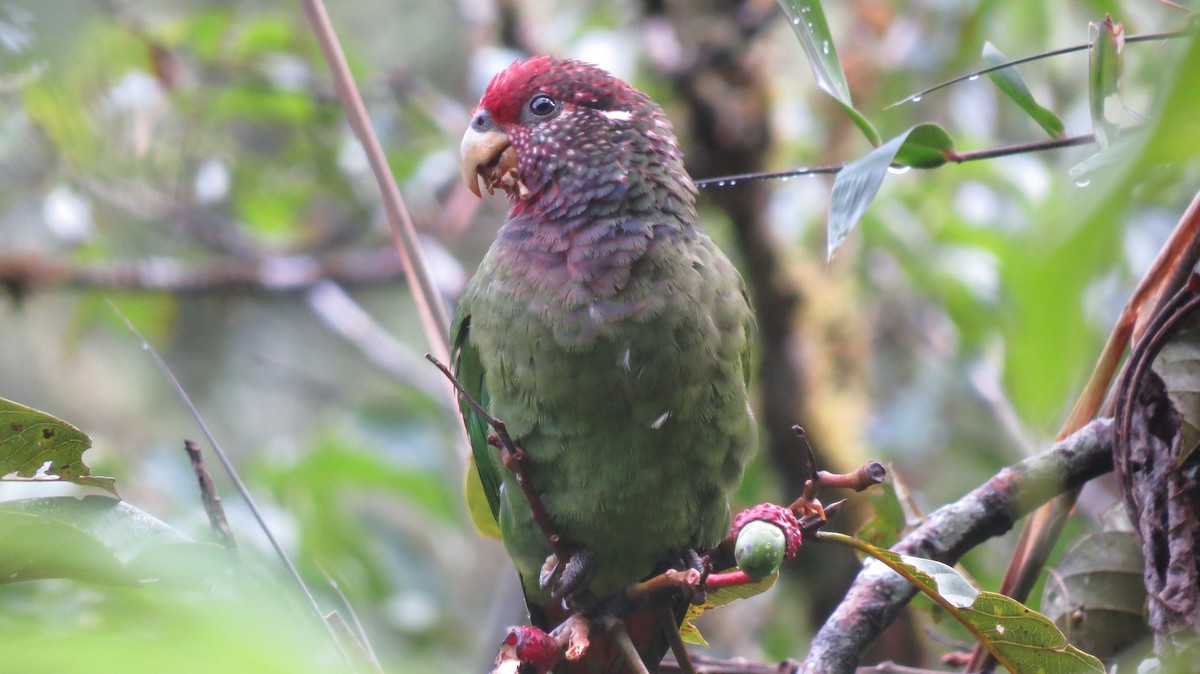 Loro Carijaspeado — imagen 3