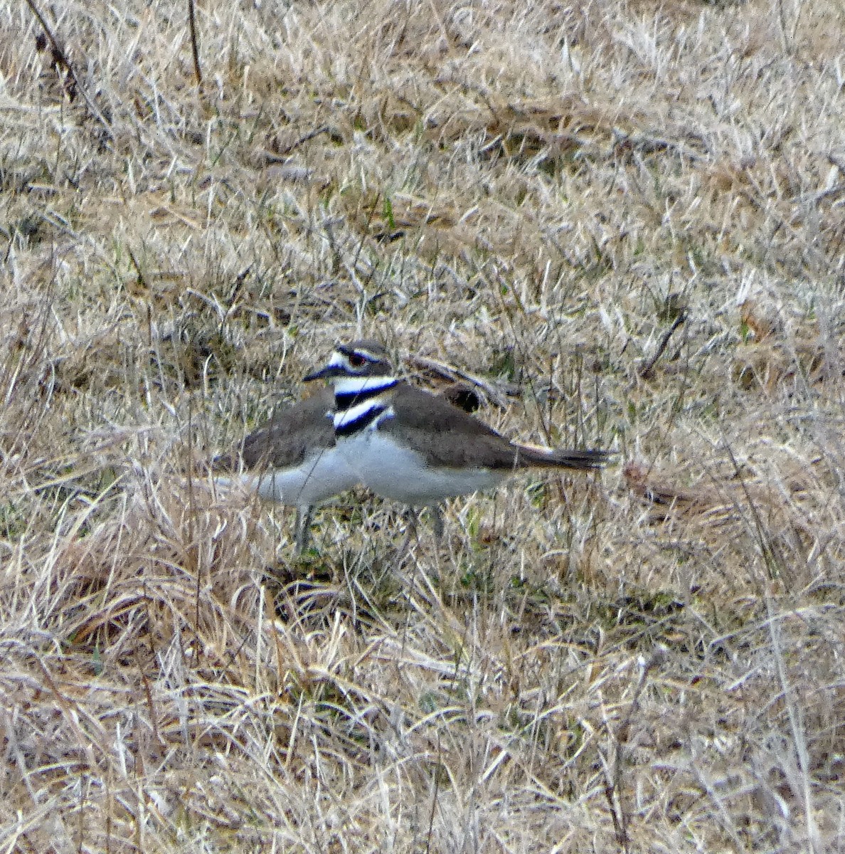 Killdeer - Mike Birmingham