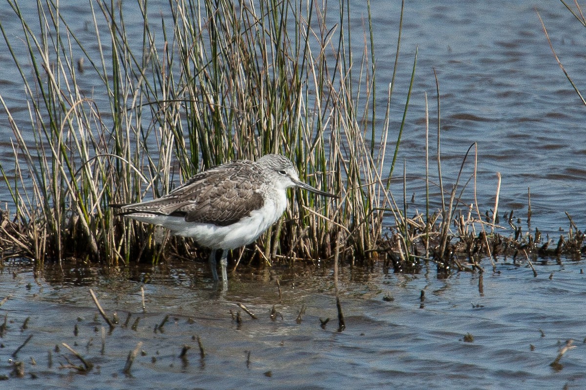 Common Greenshank - Domenec Anguera Vidal