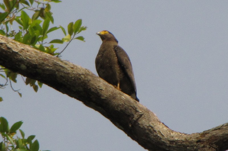 Crested Serpent-Eagle - ML216724341
