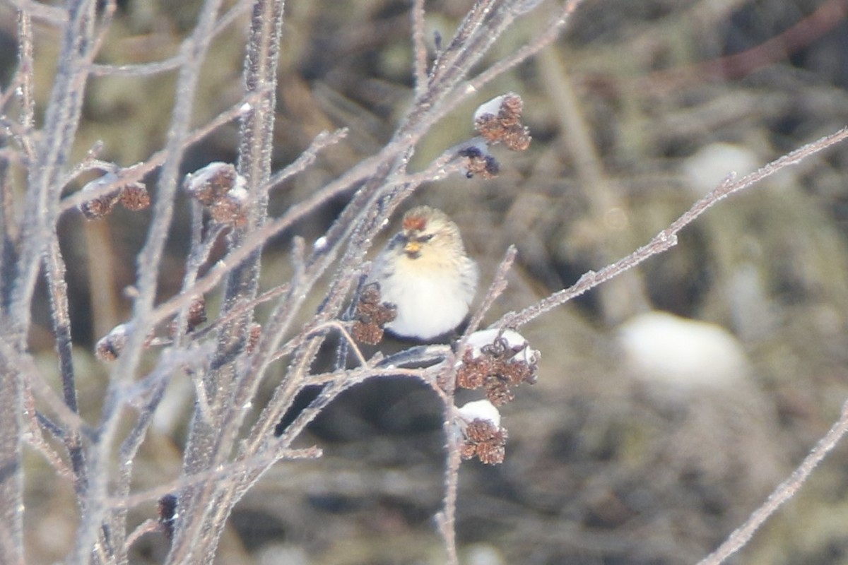 Hoary Redpoll (exilipes) - ML216725321