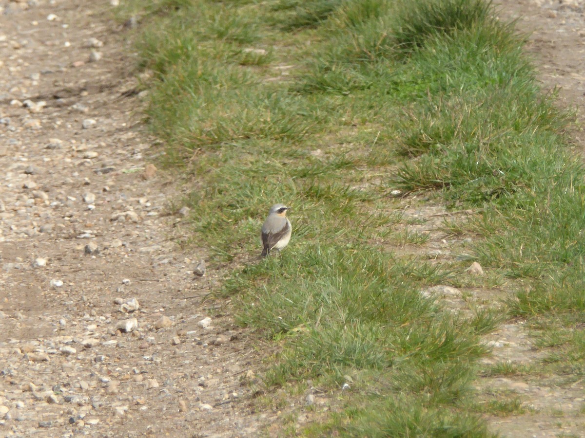 Northern Wheatear - Maple Lodge Conservation Society