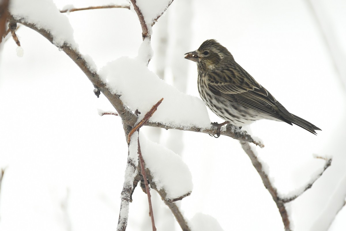 Cassin's Finch - ML216726701