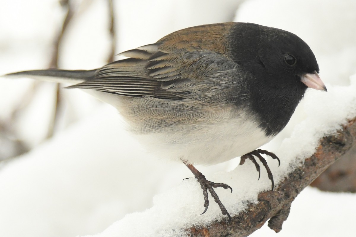 Junco ardoisé - ML216726981