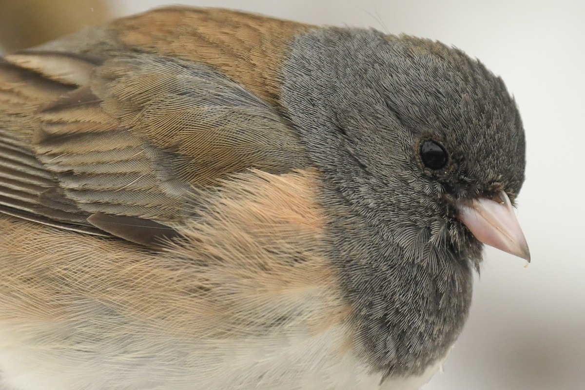 Dark-eyed Junco - ML216727021