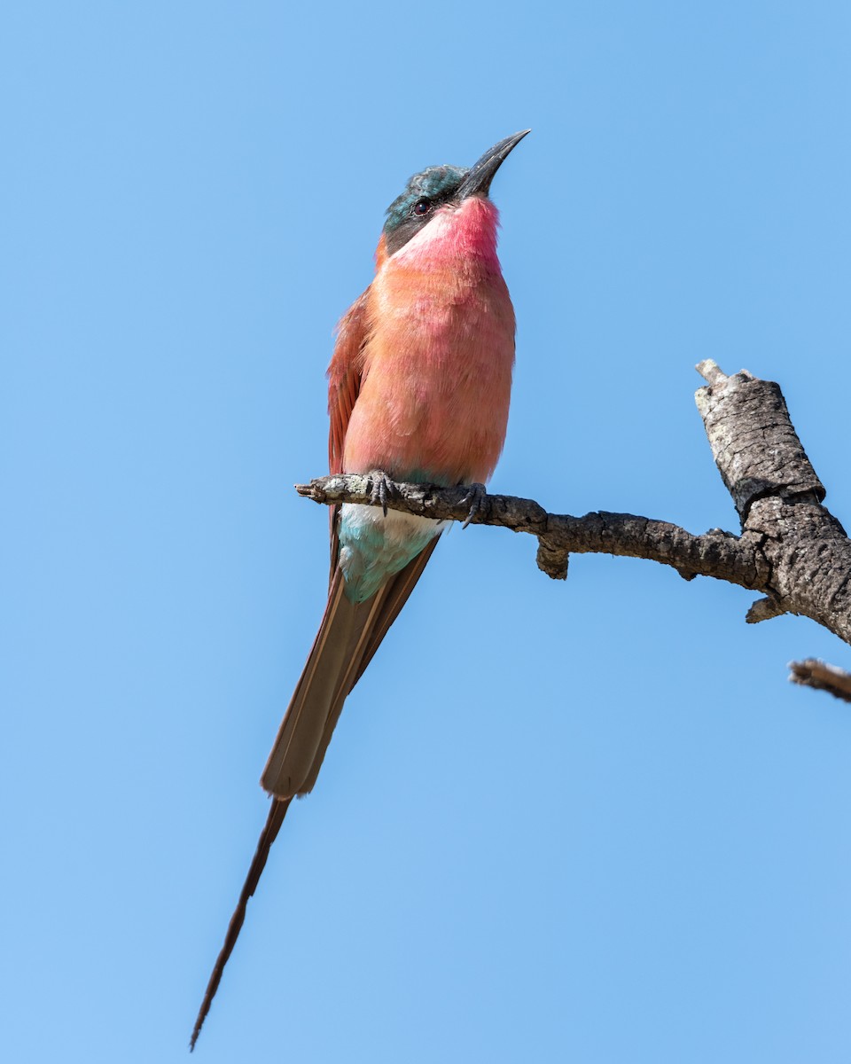 Southern Carmine Bee-eater - ML216730771