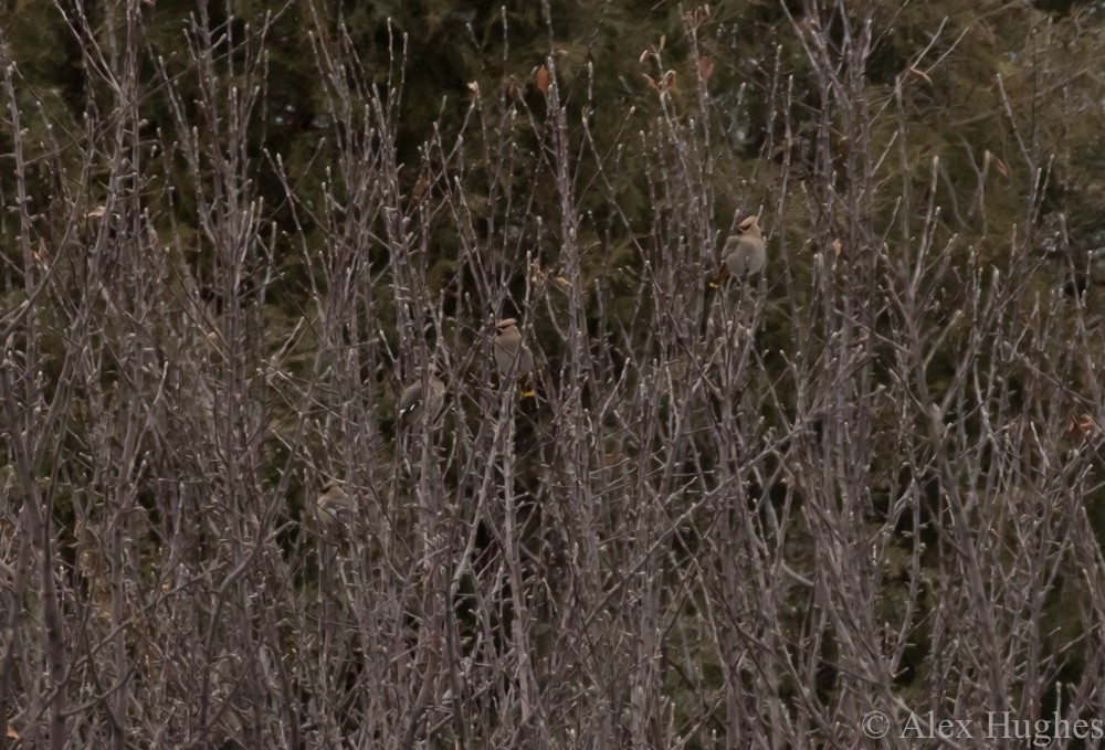 Bohemian Waxwing - ML21673091