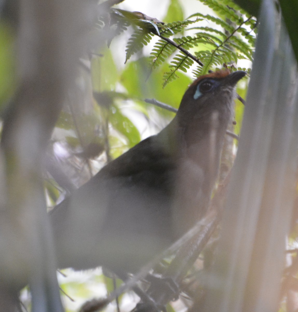 Red-fronted Coua - ML216732391