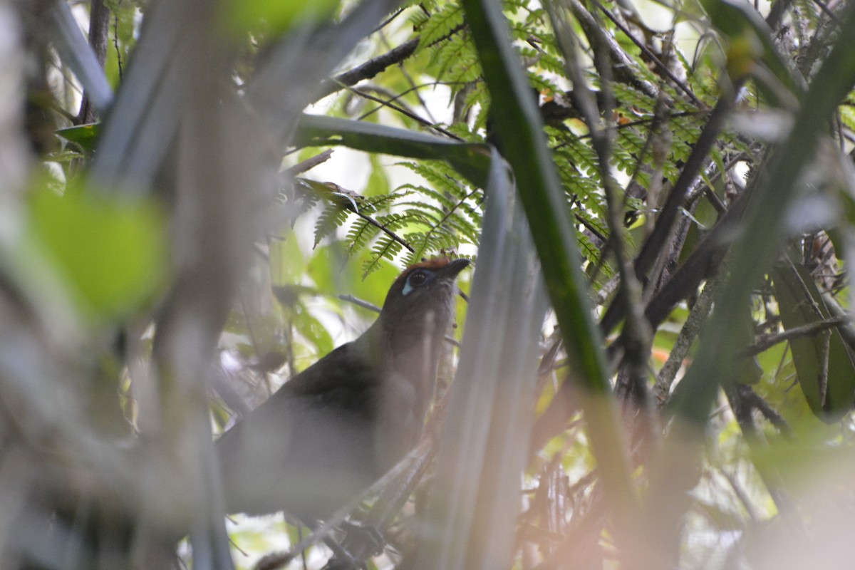 Red-fronted Coua - ML216732631